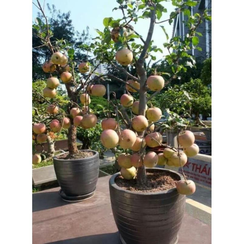 Giống cây táo lùn cao sản mỹ