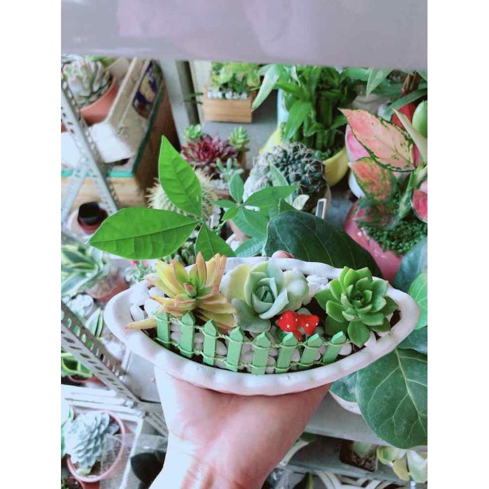 Chậu Sen Đá Bán Chạy