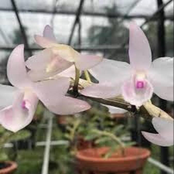Cốc lan phi điệp đột biến 5 cánh HỒNG MỸ NHÂN