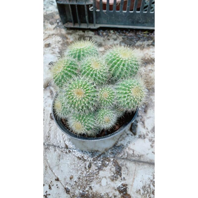 Xương Rồng Bụi