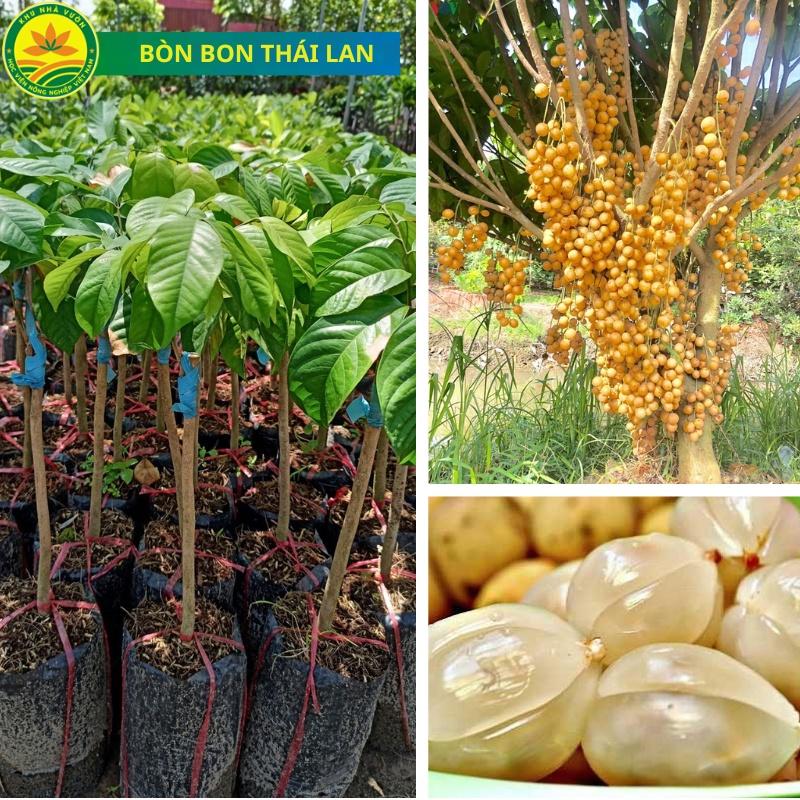 Cây giống Bòn Bon Vàng Thái Lan, cây giống khỏe năng suất cao, nhanh cho quả, có giá trị về kinh tế