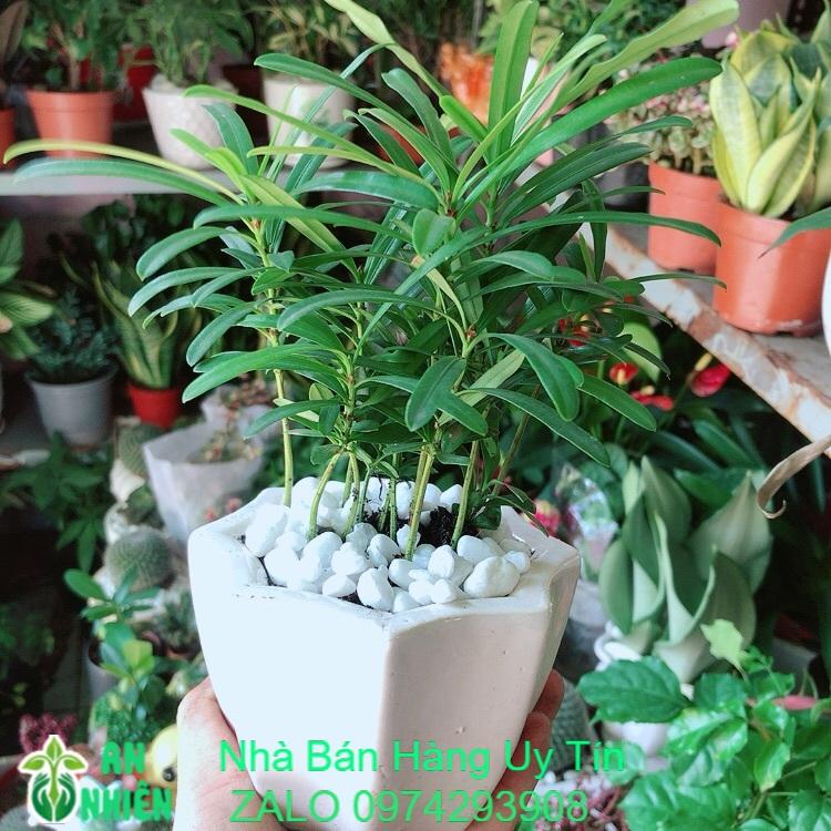 Chậu Tùng Vạn Niên