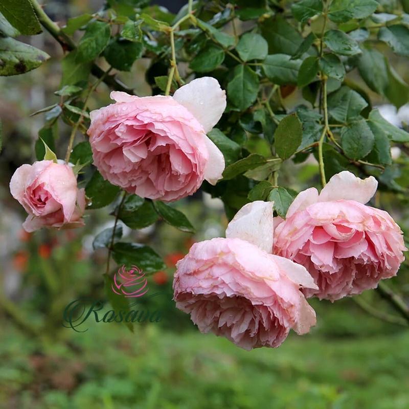 Chậu hoa hồng The Wedgood Rose - hồng leo, hoa thơm