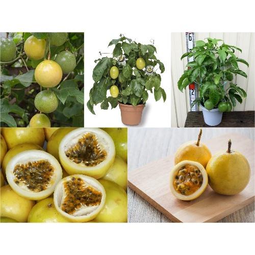CÂY GIỐNG CHANH DÂY VÀNG NHẬT BẢN