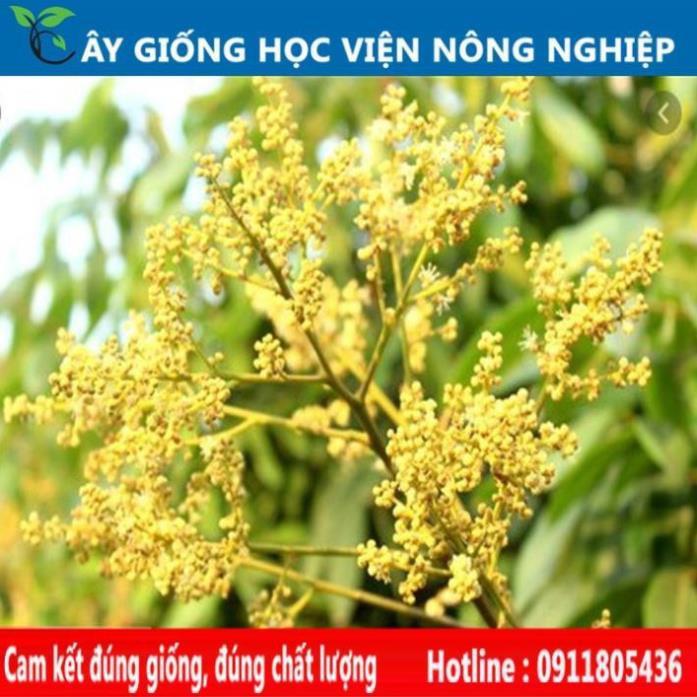 Sản phẩm Cây Ăn Trái nhãn siêu ngọt