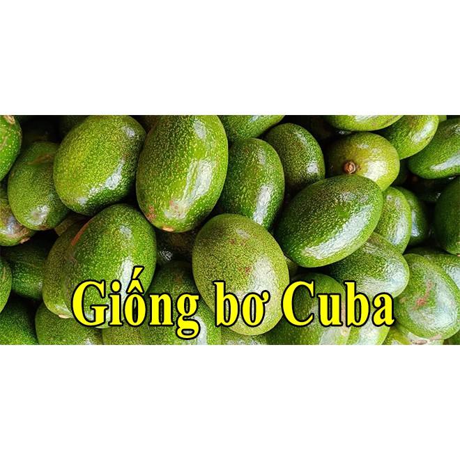 CÂY BƠ CU BA GIỐNG - CÂY GHÉP CHO TRÁI SỚM. .