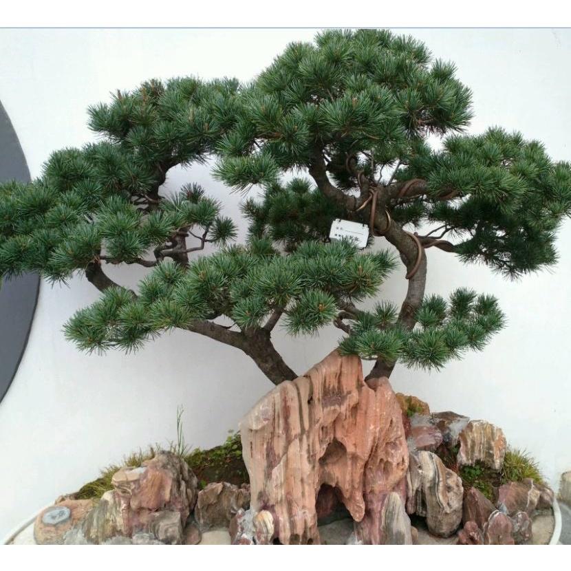 Combo 2 gói Hạt giống cây tùng la hán - Gói 10 Hạt/Tặng gói kích thích hạt nảy mầm-HGNN