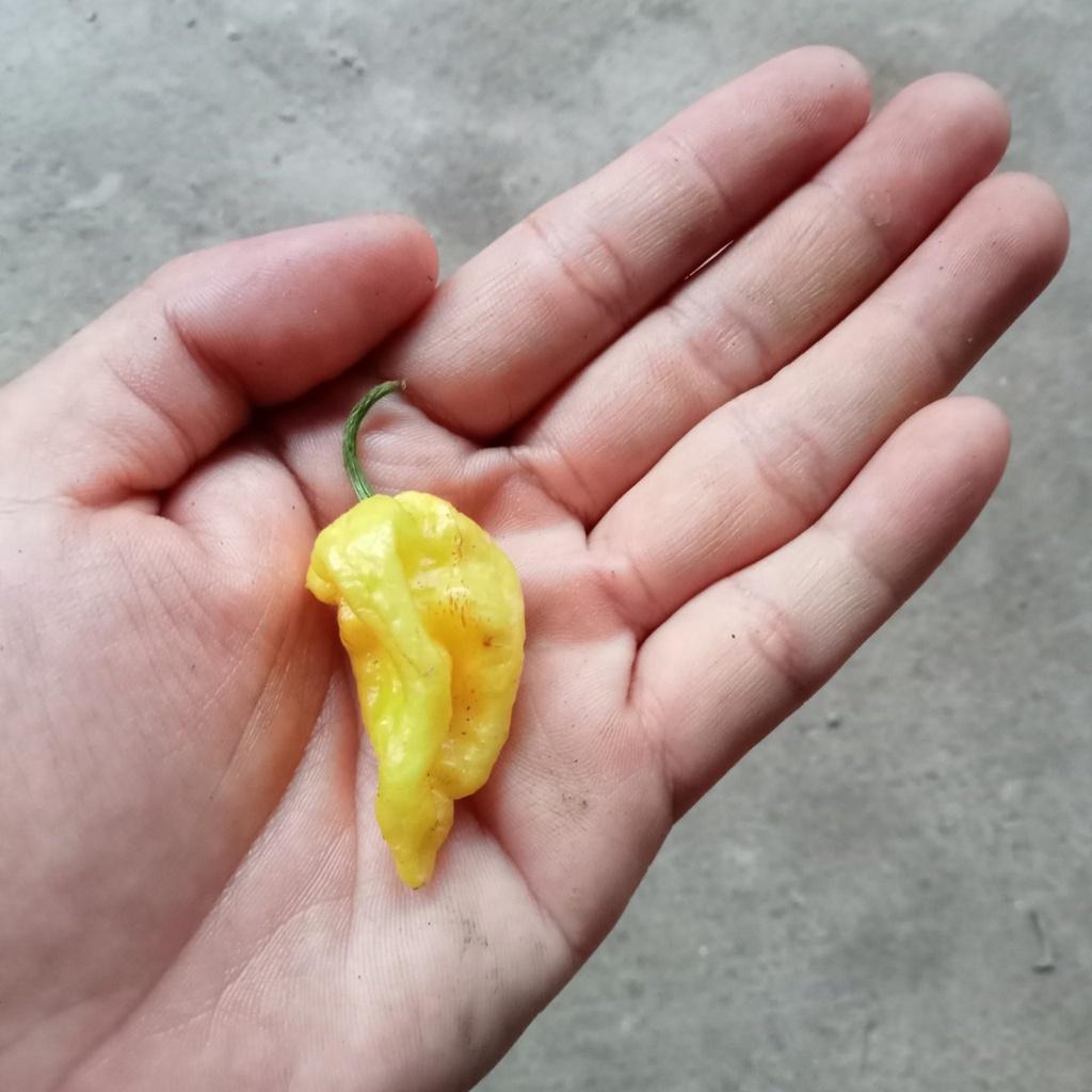 5 Hạt Ớt Bhut Jolokia Yellow