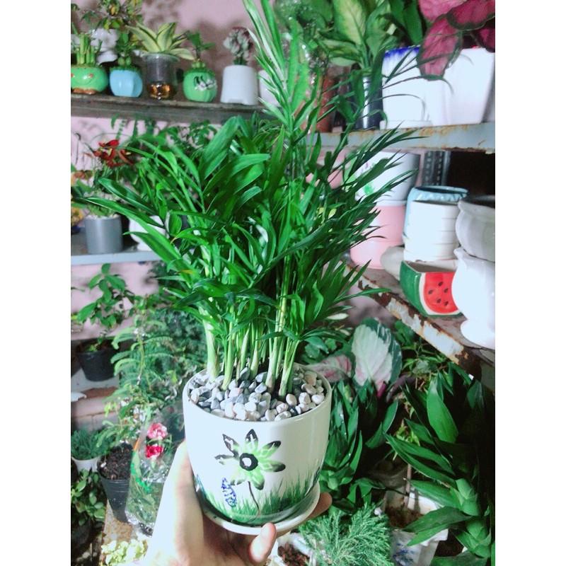 Chậu Cây Cau Tiểu Trâm