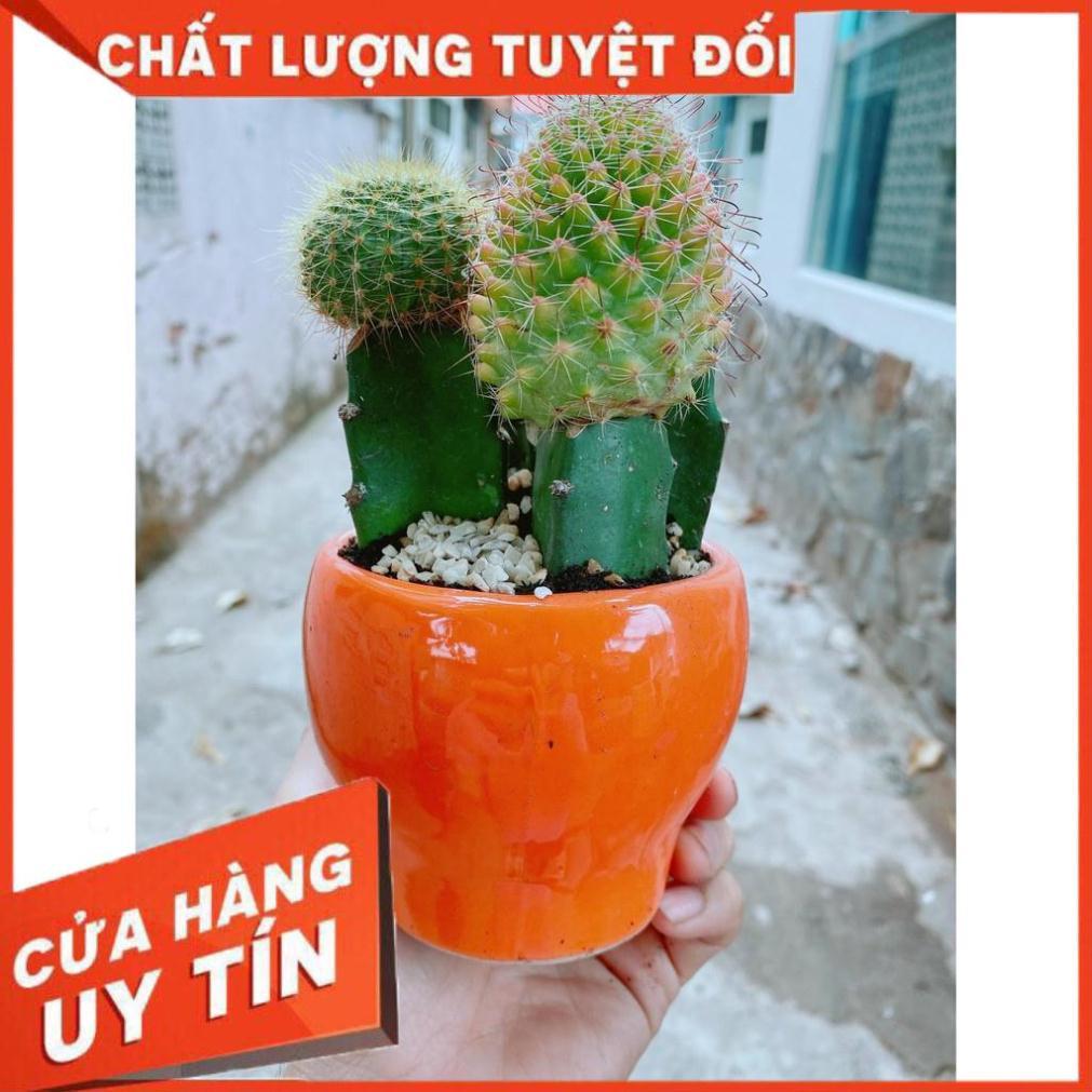 Chậu xương rồng  Nhiều Người Mua