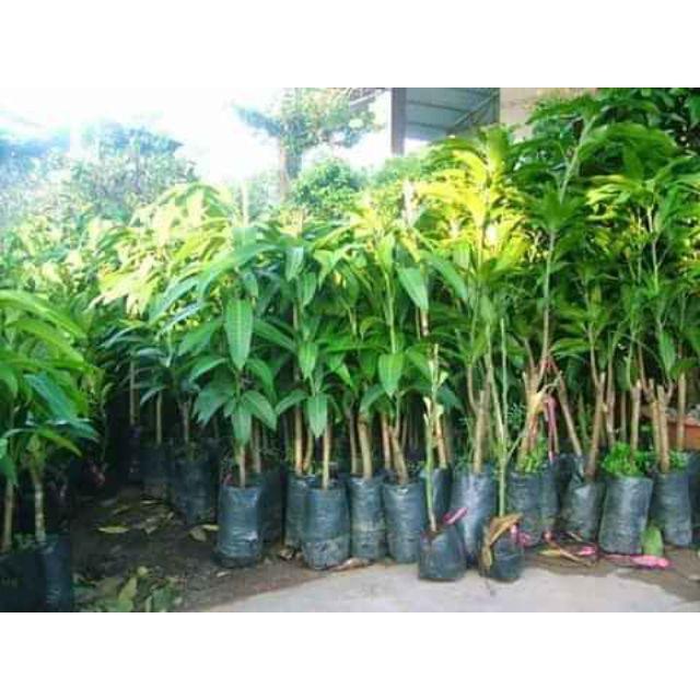 Cây giống Xoài Vàng Tứ Quý