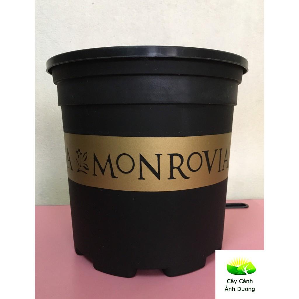 Chậu trồng cây Monrovia chậu hoa hồng 2 Gallon