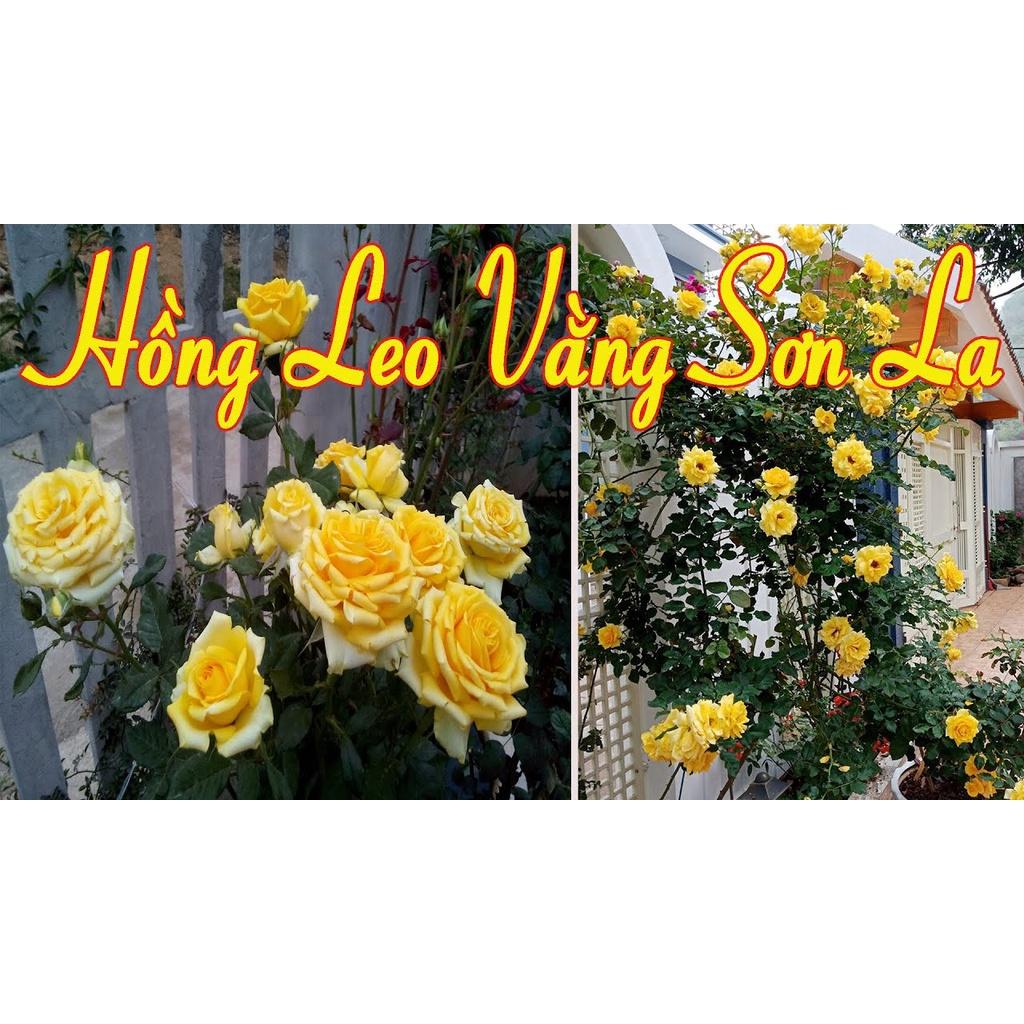 Hoa hồng cổ Sơn La vàng (leo) cực đẹp - bầu cây giống phát triển ổn định