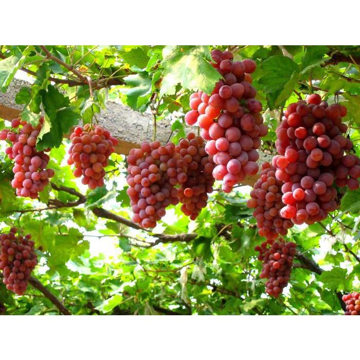 Hạt Giống Nho Pháp Leo Giàn -