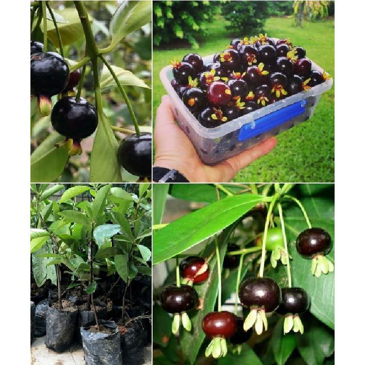 Hạt giống cây ăn trái cherry nhiệt đới - 1 gói 10 hạt/Kèm 1 gói kích thích nảy mầm