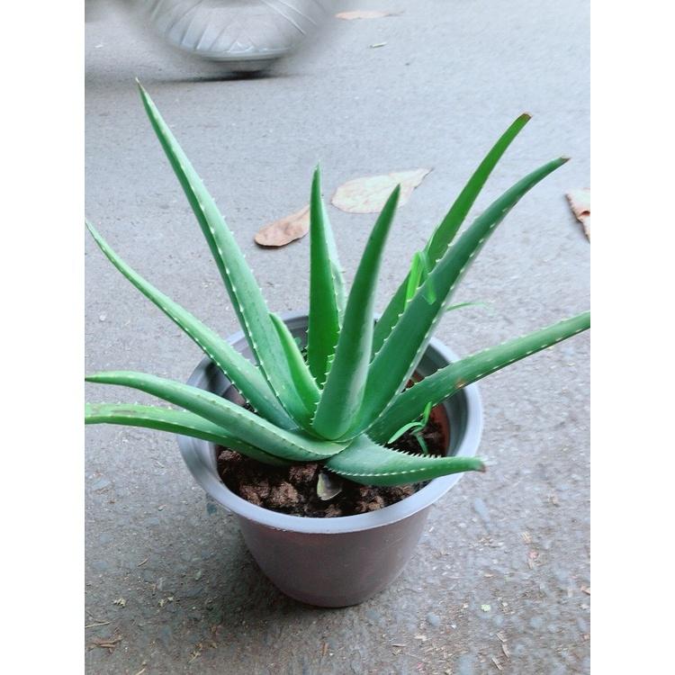 Nha Đam Giống Mỹ