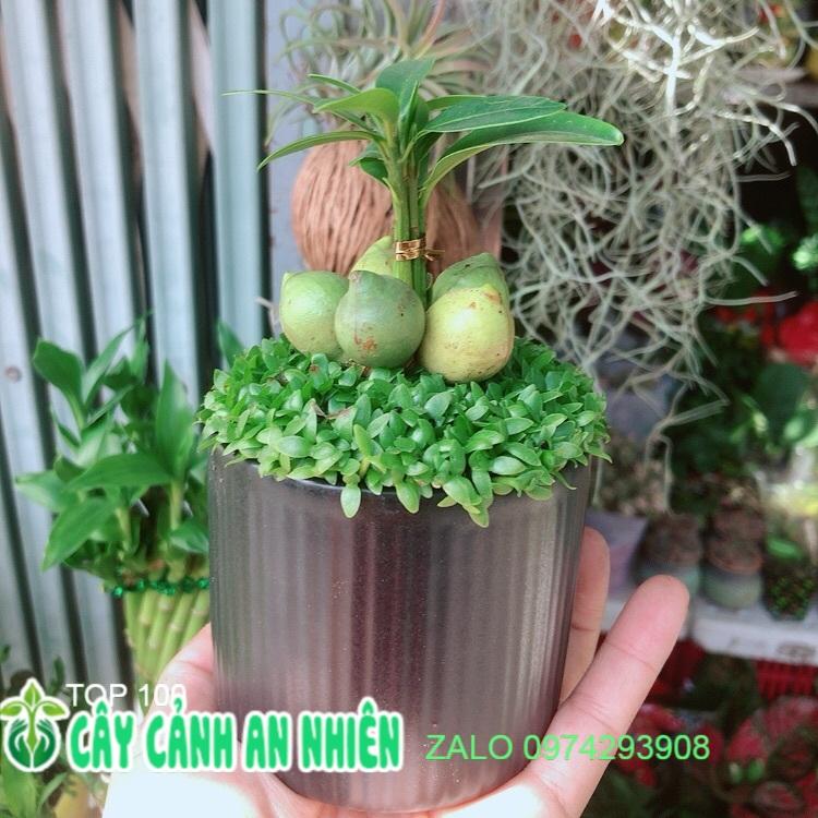 Chậu Cây May Mắn Tài Lộc