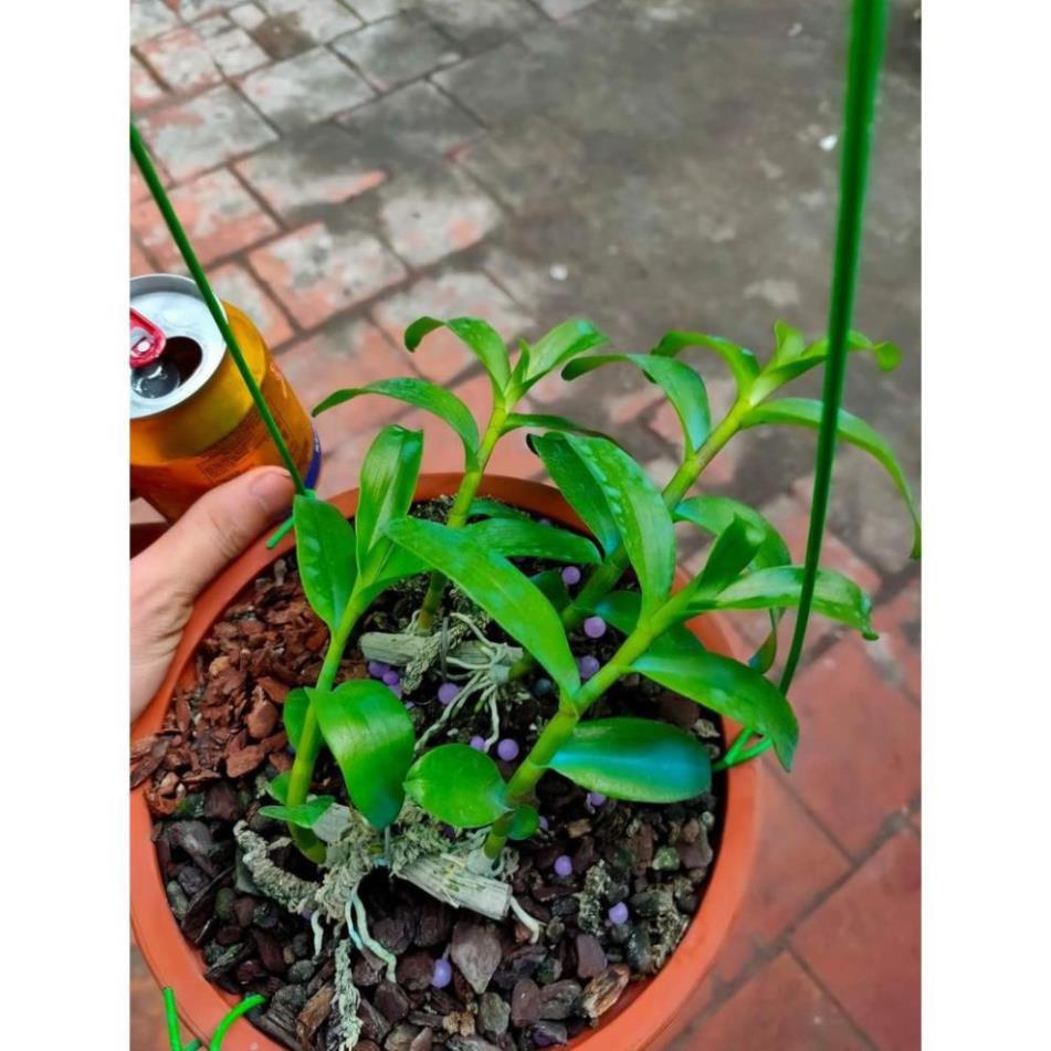 Kie Phi điệp 5 cánh xanh phú thọ hàng xổ số