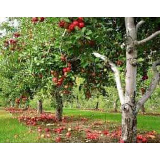 Cây Giống Táo Đỏ Mỹ - chuẩn giống F1