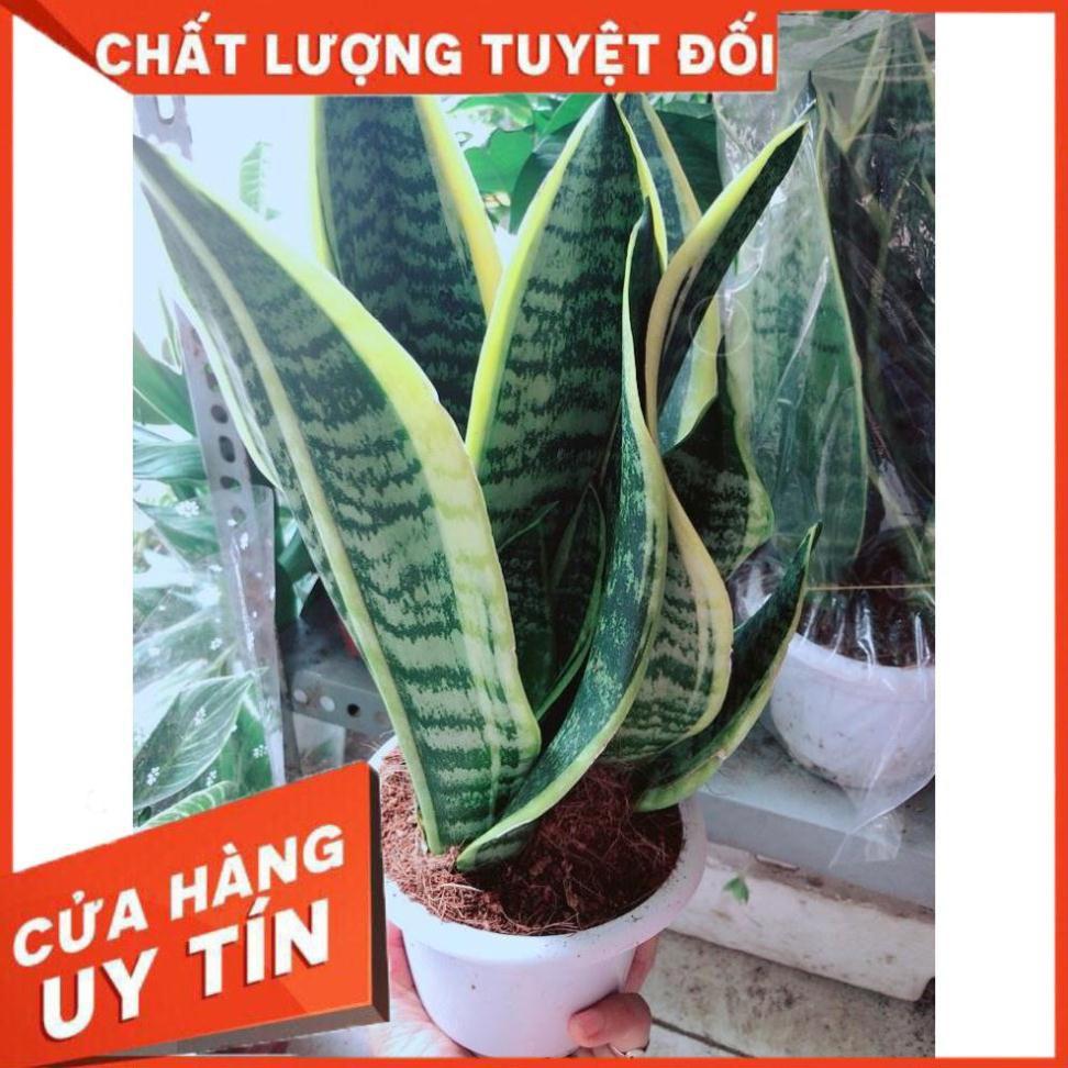 Chậu Lưỡi Hổ Nhiều Người Mua