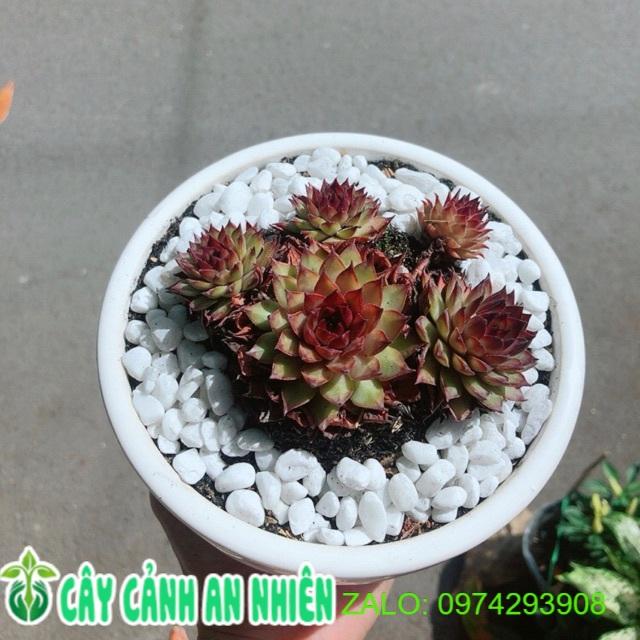 Chậu Sen Phật Bà Đỏ