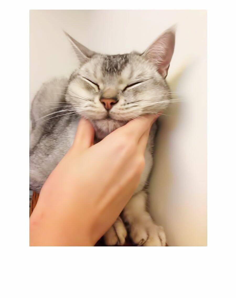 miêu hiệp chapter 8 45