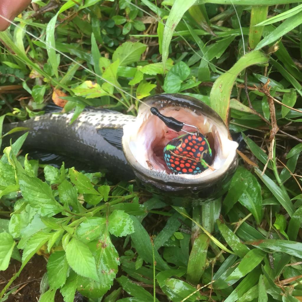 NHÁI HƠI POISON - mồi giả Thái Lan câu lure cá lóc giá rẻ siêu nhạy - 3.5CM/8GR