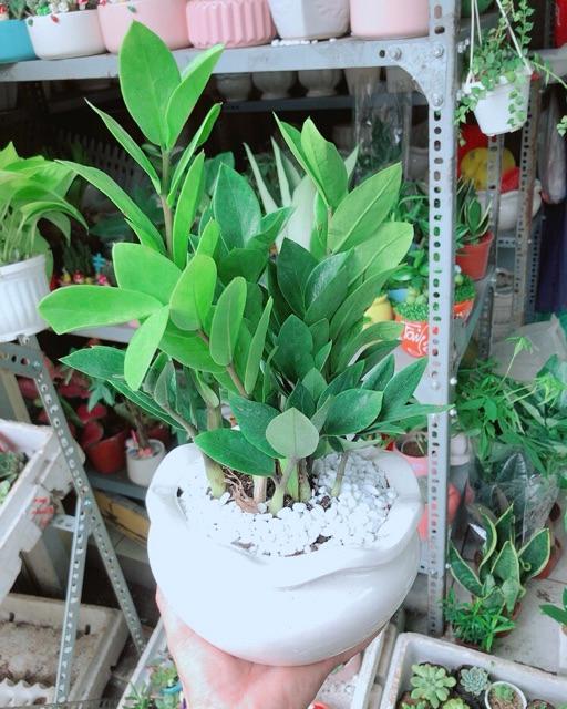 Chậu Kim Phát Tài