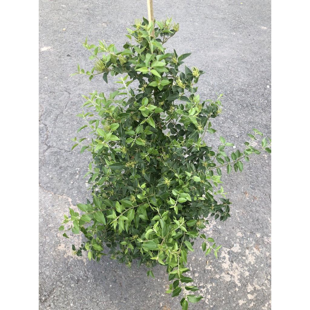 Chậu cây Nguyệt Quế leo