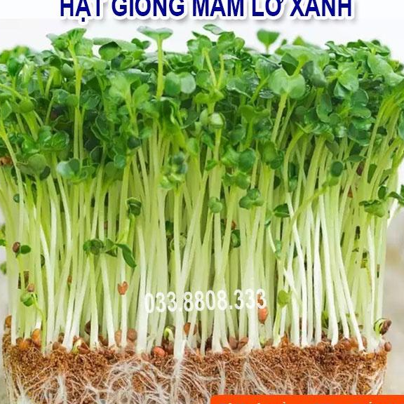 HẠT GIỐNG RAU MẦM SUP LƠ XANH