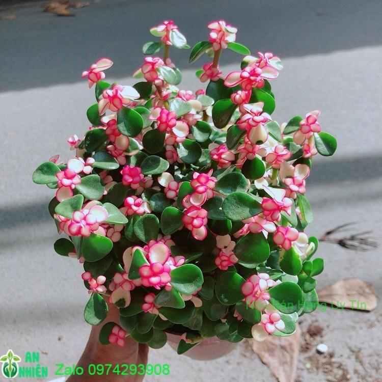 Chậu Cây Cành Vàng Lá Ngọc