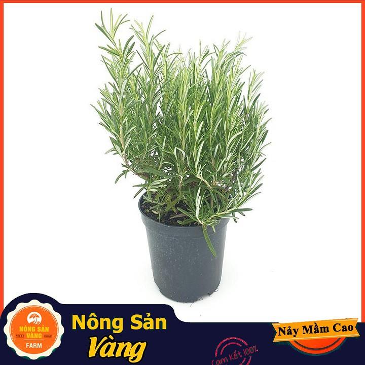 Hạt giống Cây Hương Thảo