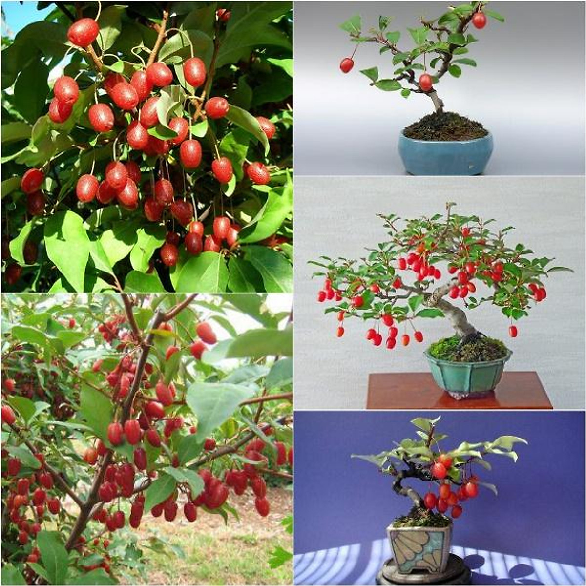 Cây nhót ngọt siêu trái