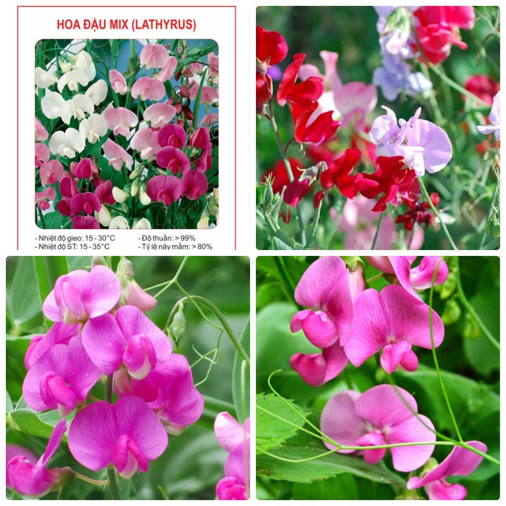 Hạt giống hoa đậu mix màu / gói 50 hạt