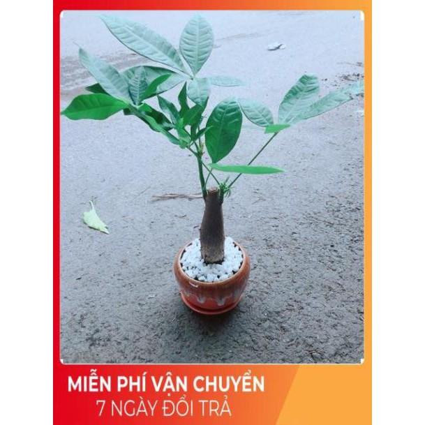 Chậu Kim Ngân 1 Thân