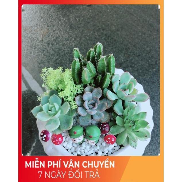 Chậu Sen Đá Tiểu Cảnh