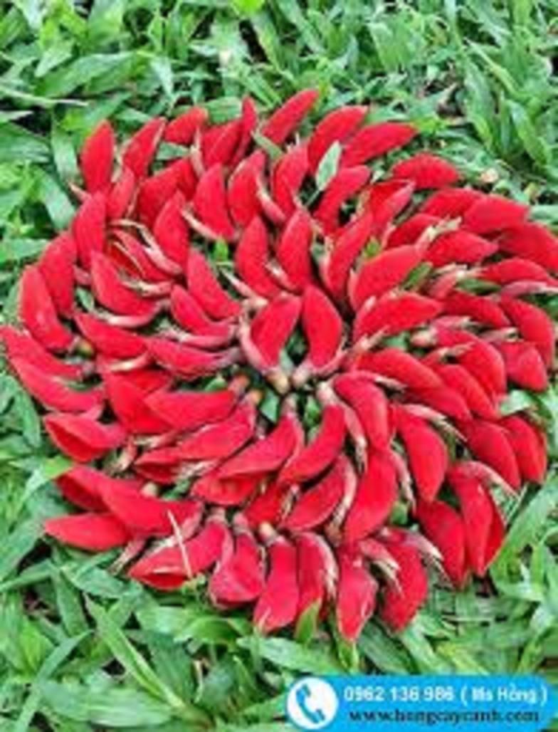 Cây Osaka đỏ - Muồng hoa đỏ
