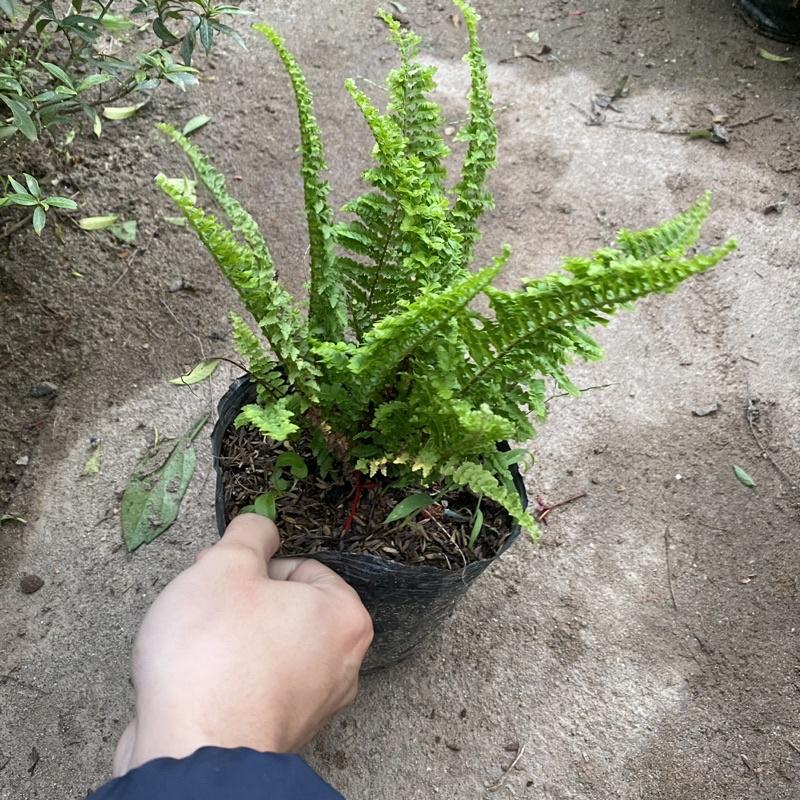 Cây dương sỉ rủ lá xoăn trồng bịch đen trang trí ban công sân vườn