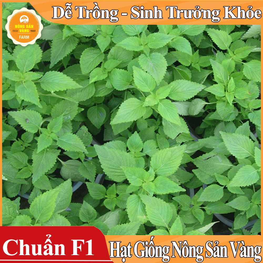 Hạt giống Rau Kinh Giới - Nông Sản Vàng