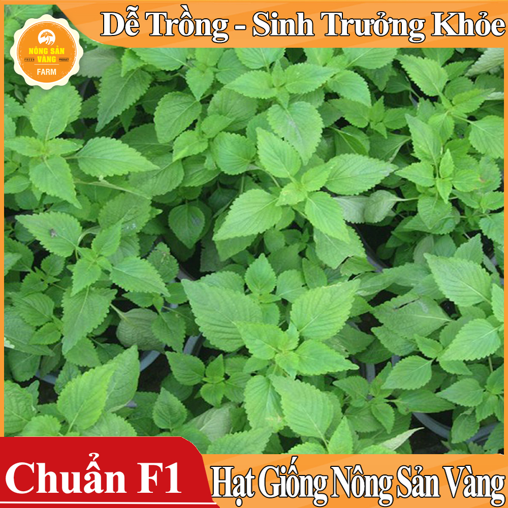 Hạt giống Rau Kinh Giới ( Gói 1 Gram ) - Nông Sản Vàng