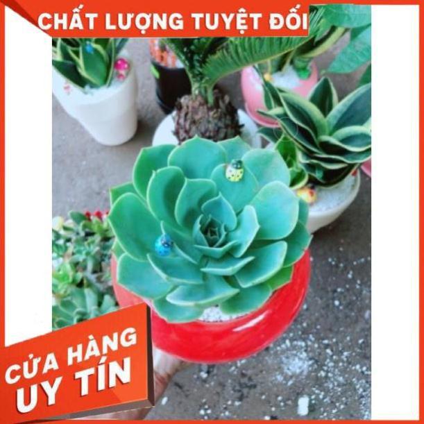 Chậu sen đá xanh đất