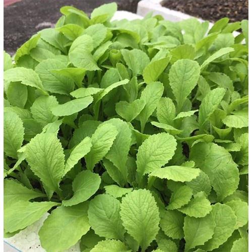Hạt giống rau cải canh lá vàng cao sản KNS3405 - gói 10gram