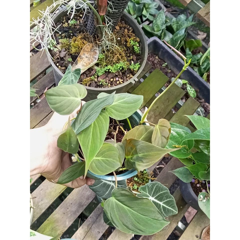 Cây trầu bà Philodendron Micans (trầu bà lá nhung)