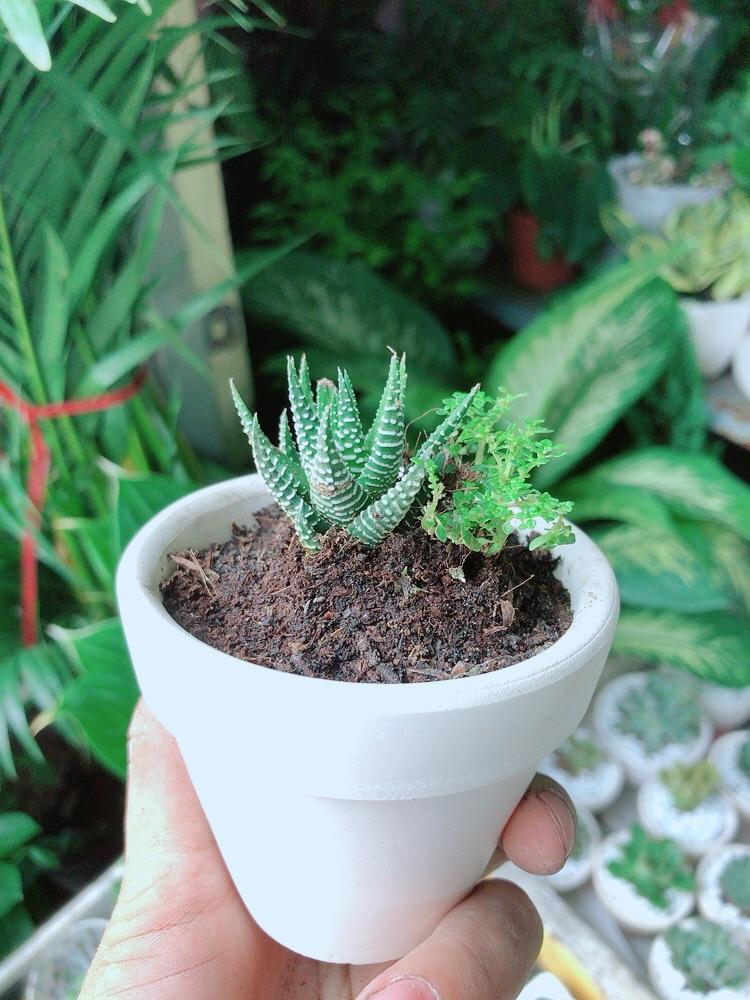 Chậu Cây Xương Rồng Mini