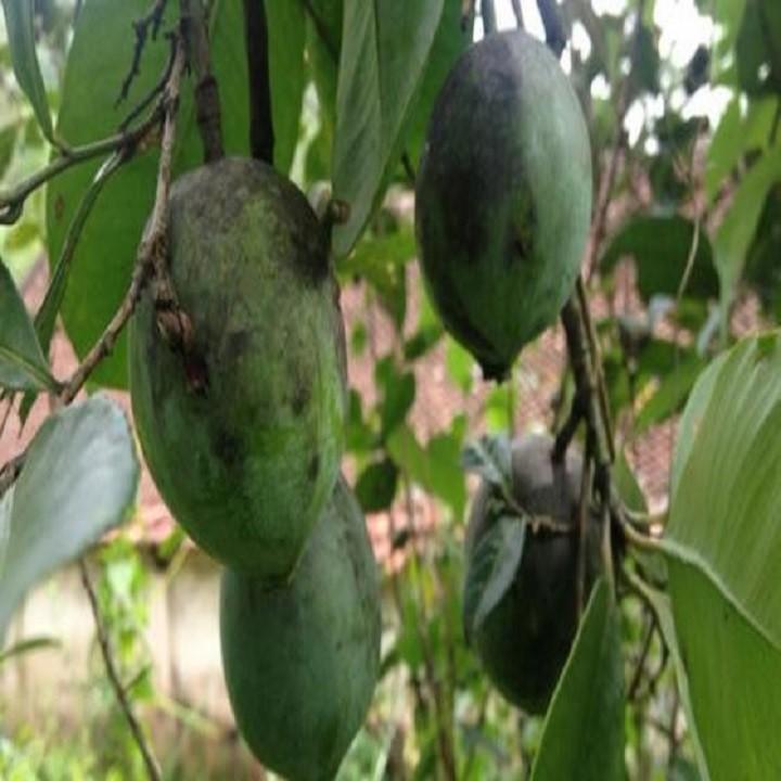 CÂY GIỐNG CÂY QUẢ DỌC CHUA