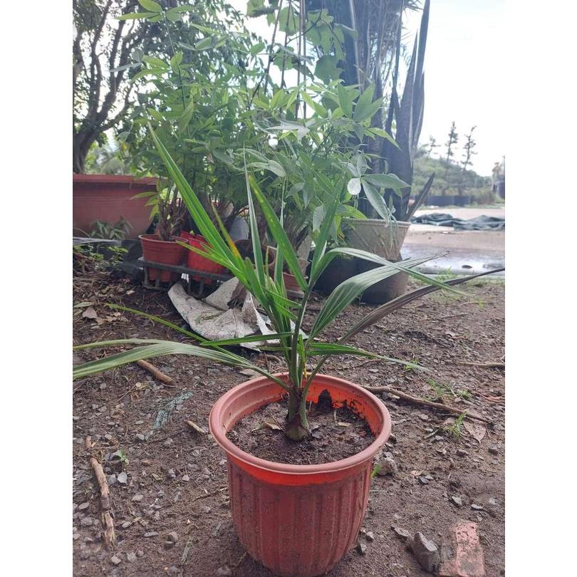 Chà là Nam Mỹ choai 2 tuổi, loại cây cảnh, cây công trình mang nét đẹp mạnh mẽ đầy hoang sơ, cây cao 1.2m dễ trồng
