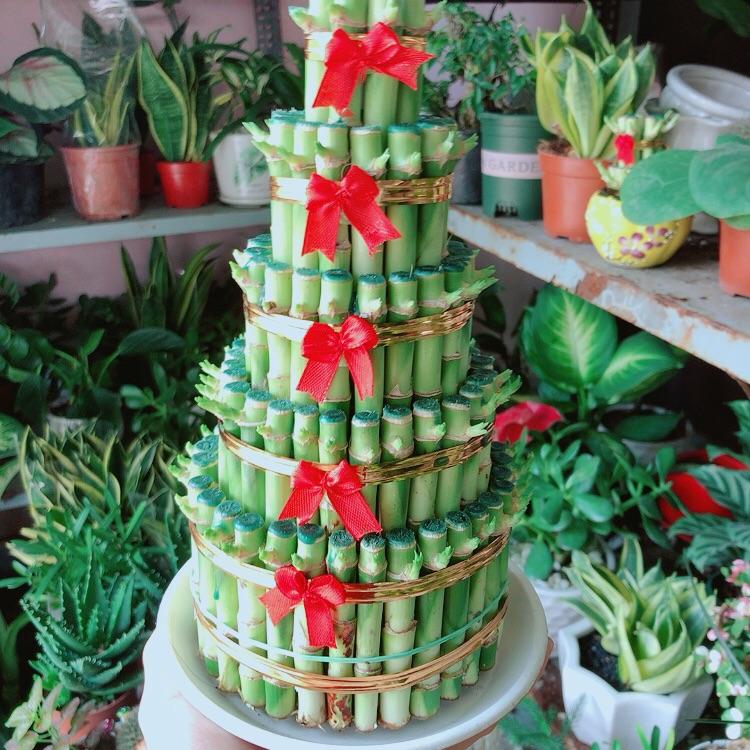 Trúc Phát Tài 5 Tầng