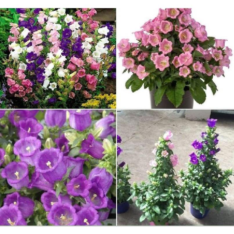 Hạt giống hoa chuông kép nhiều màu CT433 - Gói 50 hạt
