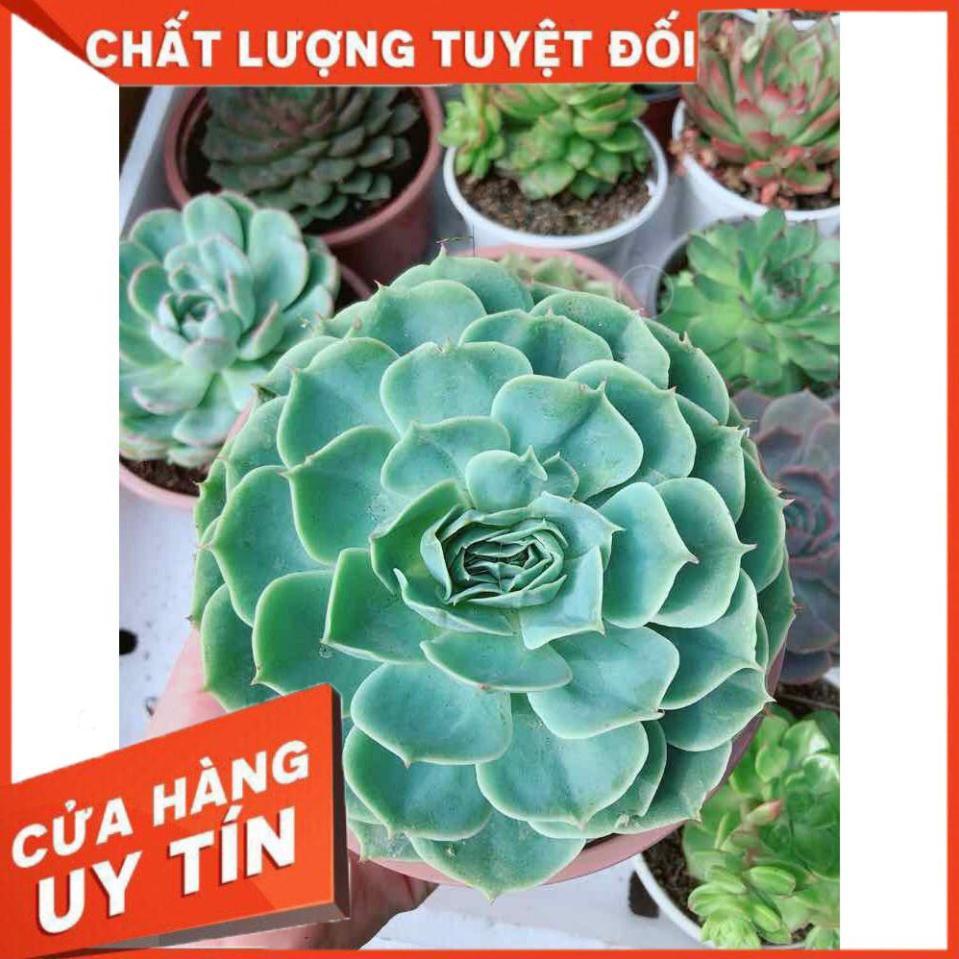 Sen đá xanh đất kèm chậu sứ trắng Nhiều Người Mua