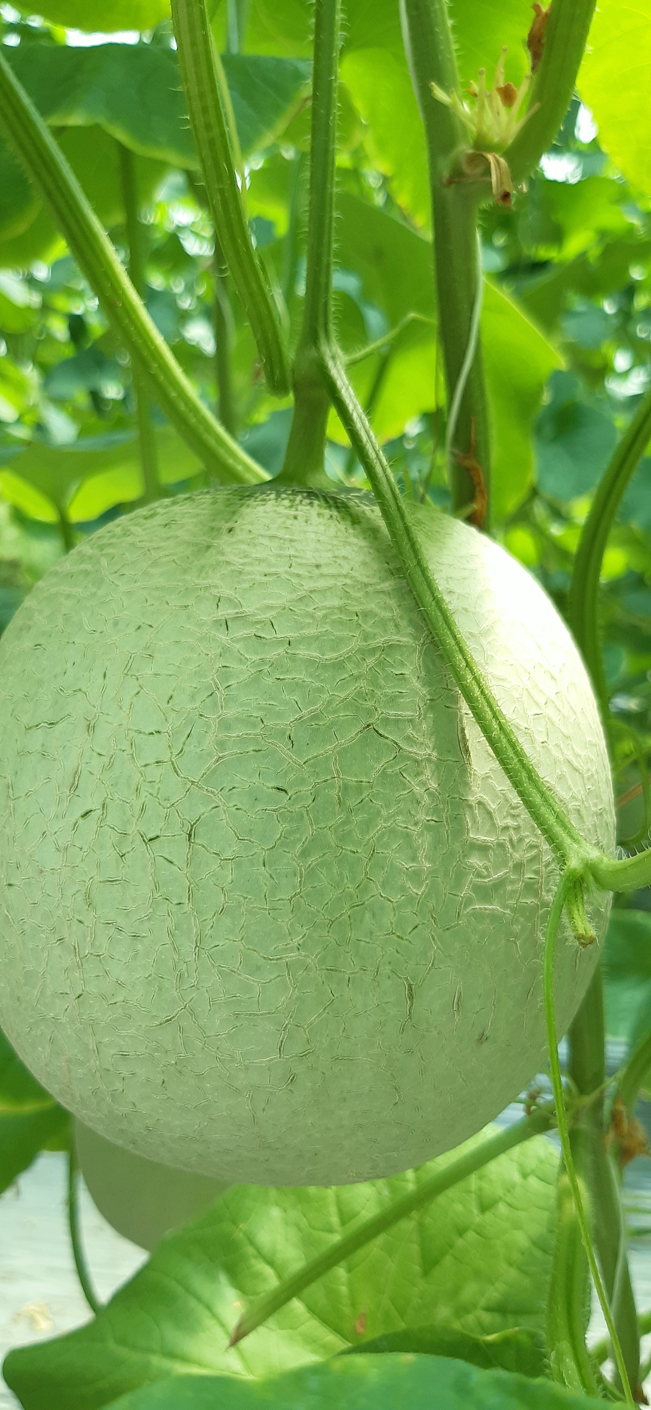 5L Phân Hữu Cơ Vi Sinh Can 5L pha ra 1500L Bón Rau, Cây Ăn Trái & Hoa Cảnh